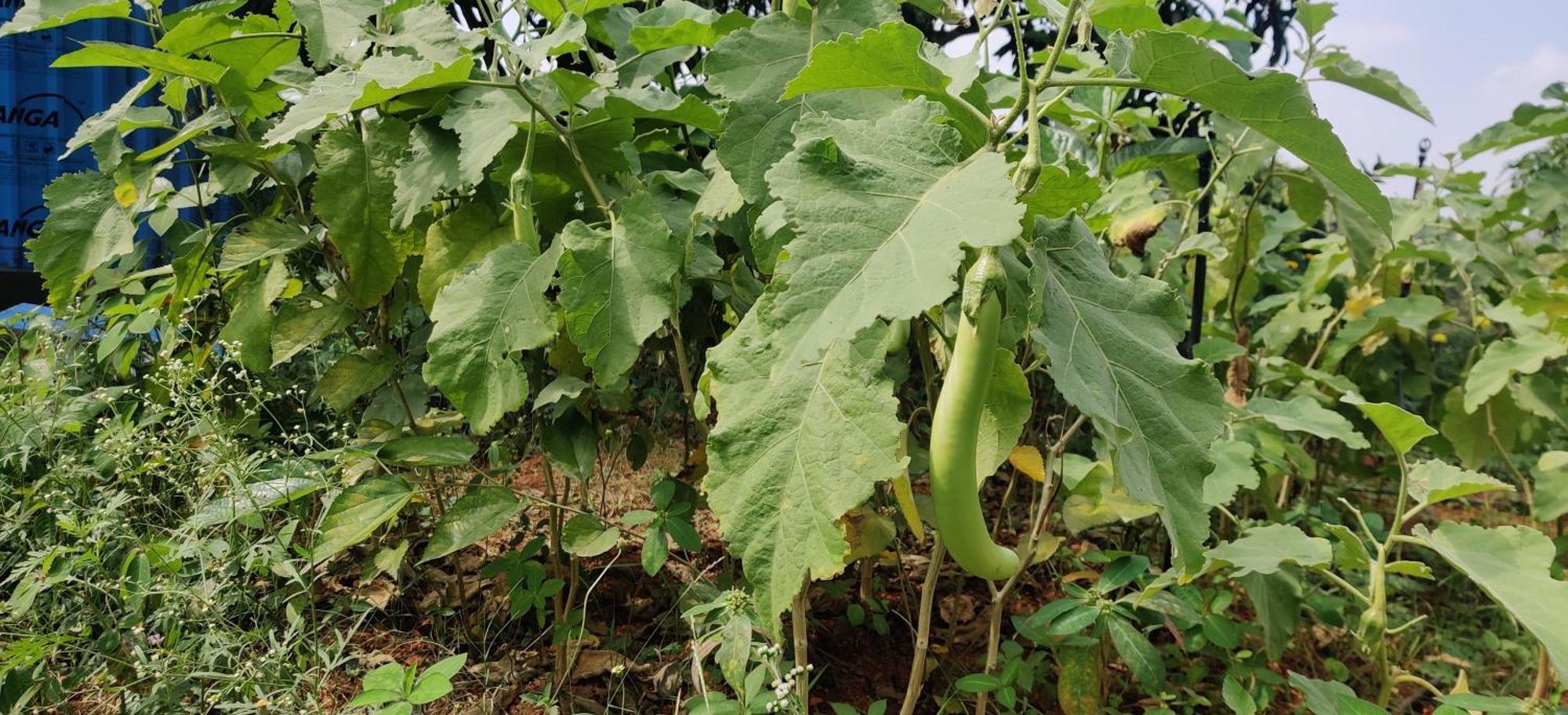 벵갈루루 Rabbit Hill Farm 빌라 외부 사진